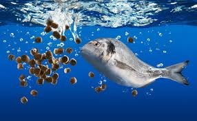 Aquaculture Fish Food
